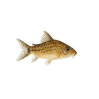 FISCH Zierfisch Brochis splendens NZ M (Jugendform)