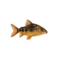 FISCH Zierfisch Brochis splendens Rio Negro XL