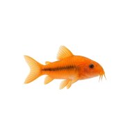 FISCH Zierfisch Corydoras Orange Venezuela M