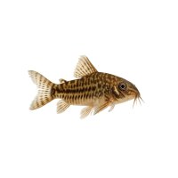 FISCH Zierfisch Metallpanzerwels DNZ L-XL