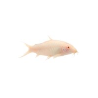 FISCH Zierfisch Albino-Panzerwels DNZ L