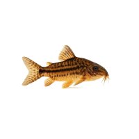 FISCH Zierfisch Adolfs Panzerwels WF. XL (C. adolfoi)