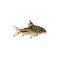 FISCH Zierfisch Fleckpanzerwels WF. ML-L (Corydoras...