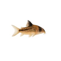 FISCH Zierfisch Corydoras agasizzi WF. L-XL