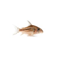 FISCH Zierfisch Corydoras arcuatus WF. L