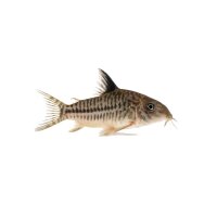 FISCH Zierfisch Corydoras arcuatus WF. XL