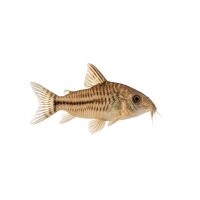 FISCH Zierfisch Corydoras sodalis L-XL