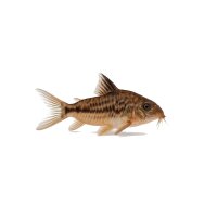 FISCH Zierfisch Corydoras davidsansi WF L-XL