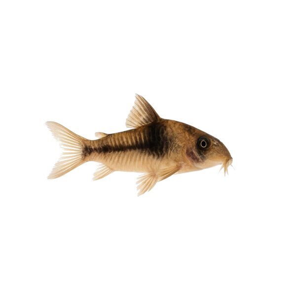 FISCH Zierfisch Corydoras eques Real WF XL