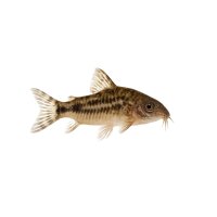 FISCH Zierfisch Corydoras habrosus WF ML