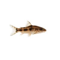 FISCH Zierfisch Aspidoras pauciradiatus ML-L (Wild)