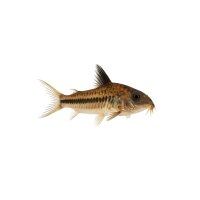 FISCH Zierfisch Corydoras loxozonus WF. ML