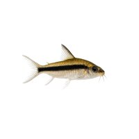 FISCH Zierfisch Corydoras hastatus Zwerg WF ML