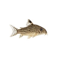 FISCH Zierfisch Corydoras julii Wild ML-L