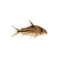 FISCH Zierfisch Corydoras reynoldsi NZ L