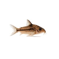 FISCH Zierfisch Corydoras fowleri Wild XL