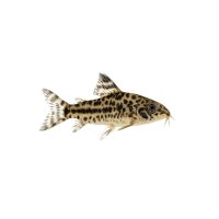 FISCH Zierfisch Marmorpanzerwels DNZ L-XL