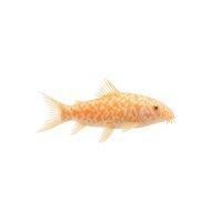 FISCH Zierfisch Albino Marmor Panzerwels ML