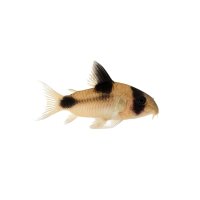 FISCH Zierfisch Corydoras sp. New Panda CW51XL