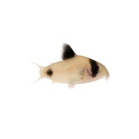 FISCH Zierfisch Corydoras Panda Snow White SM (DNZ Black...