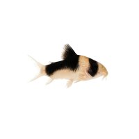 FISCH Zierfisch Panda Panzerwels DNZML-L