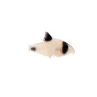 FISCH Zierfisch Corydoras Panda Snow White L (DNZ Black Eye)