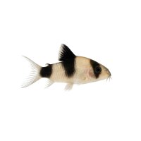 FISCH Zierfisch Panda Panzerwels DNZ XXL