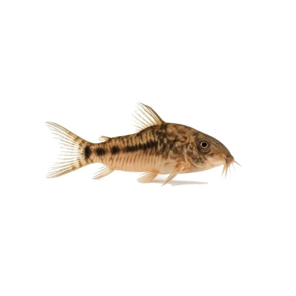 FISCH Zierfisch Cory. concolor var. Tomo CW217 L-XL
