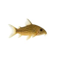 FISCH Zierfisch Corydoras reticulatus WF L-XL