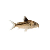 FISCH Zierfisch Corydoras schwartzii WF. M (Baby)