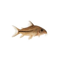 FISCH Zierfisch Corydoras schwartzii WF L