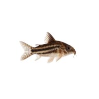 FISCH Zierfisch Cory. Super Schwartzii WF. Show
