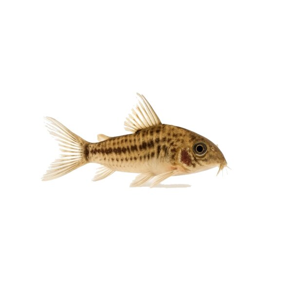FISCH Zierfisch Cory. brevirostris CW27 ML (High Fin)