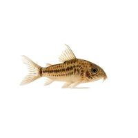 FISCH Zierfisch Cory. brevirostris CW27 ML (High Fin)