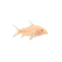 FISCH Zierfisch Albino Sterbai Panzerwels L