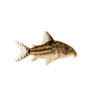 FISCH Zierfisch Corydoras haraldschulzi XL