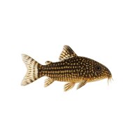 FISCH Zierfisch Corydoras sterbai INZ ML
