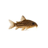 FISCH Zierfisch Corydoras sterbai DNZ ML-L