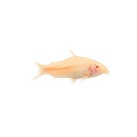 FISCH Zierfisch Albino Gemalter Panzerwels DNZ 4-5cm