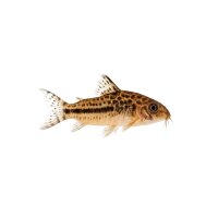 FISCH Zierfisch Gemalter Panzerwels DNZ 12-15 Showsize