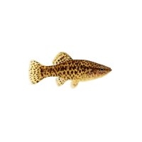 FISCH Zierfisch Tatia musaica 4-5