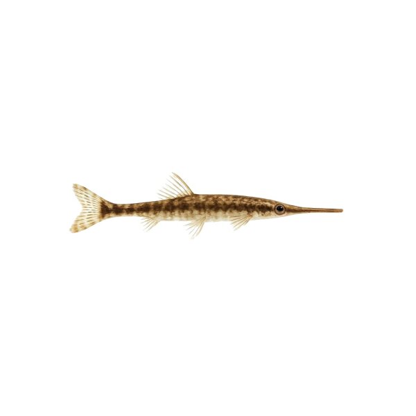 FISCH Zierfisch Farlowella cf. hahni 10-15