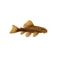 FISCH Zierfisch Ancistrus DNZS