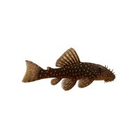 FISCH Zierfisch Ancistrus DNZ 4cm