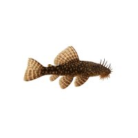 FISCH Zierfisch Ancistrus Schleier DNZ 4-5