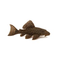 FISCH Zierfisch Plecostomus Klein 5-6