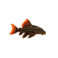 FISCH Zierfisch Panaque Red Fin Bruno 4-5