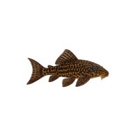 FISCH Zierfisch Blauaugen-Panaque 15-18 (Panaque suttonorum)