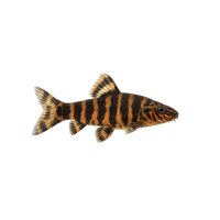FISCH Zierfisch Elfenwels Acant. adonis 7-8