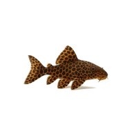 FISCH Zierfisch Waben Schilderwels 25-30